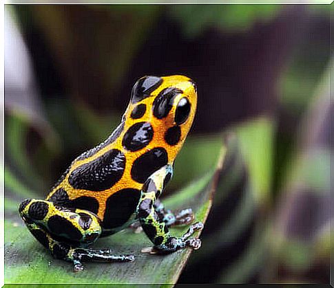 Poisonous frog