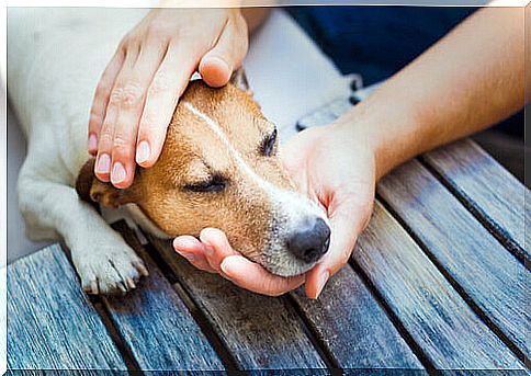 8 tips for treating colds in dogs