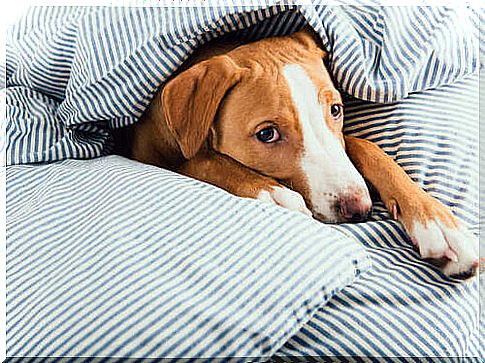 Dog between the blankets.