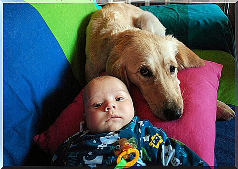 A dog breastfeeds an abandoned baby