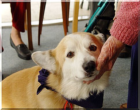 therapy dog