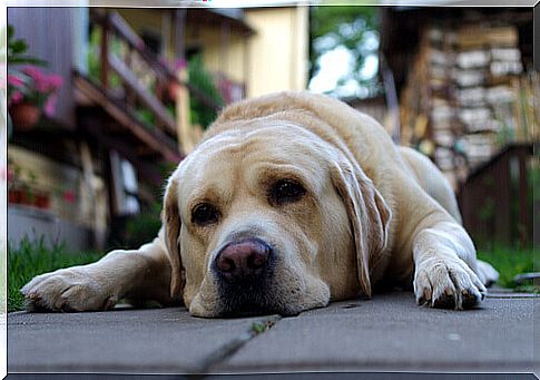 stressed dog