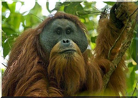 A new species of orangutan: let's discover it together