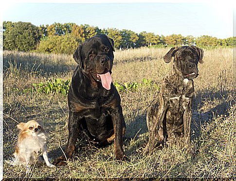 A Rottweiler saves a Chihuaua from a coyote