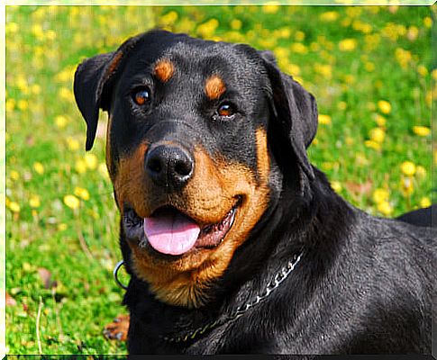 Rottweiler