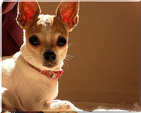 chihuahua white and brown