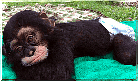 A surviving chimpanzee finds who saved him - is it all true?