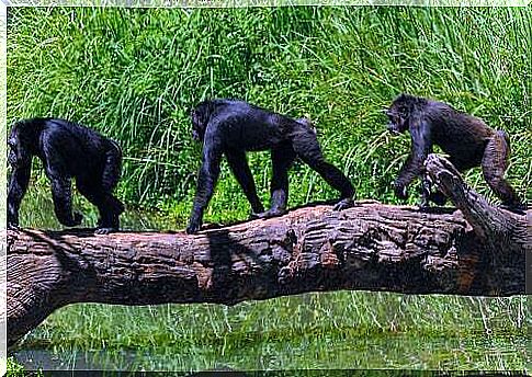 Chimpanzee on a tree