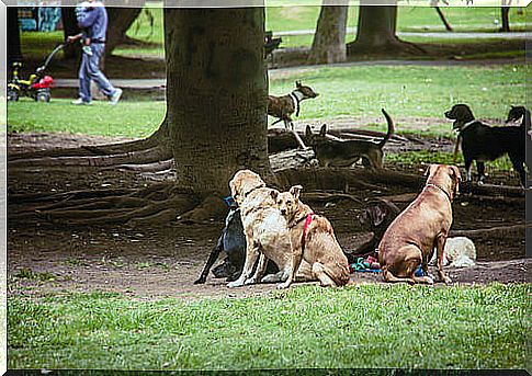 Abandoned dog food dispensers