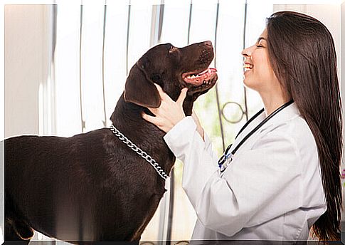 cheerful brown dog at the vet