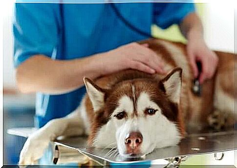 Addison's disease in dogs: symptoms and treatment