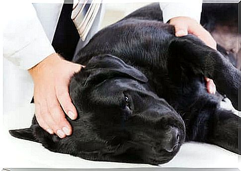 Sick black labrador dog.