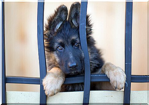 german shepherd puppy