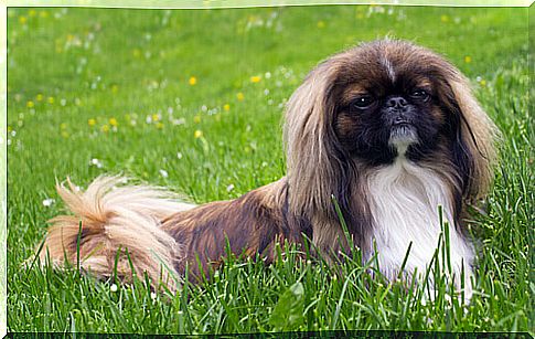 All about the Pekingese