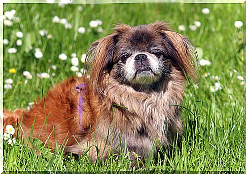 pekingese tattoo