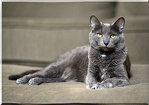 All about the Korat, the cat originally from Thailand