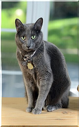 a fine specimen of sitting korat