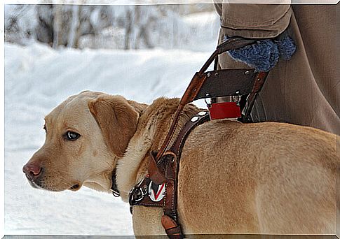 All the characteristics of a guide dog