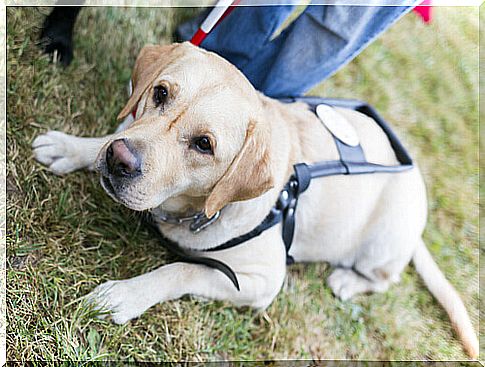 guide dog lying on the lawn 