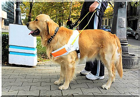 Golden guide dog on the street 