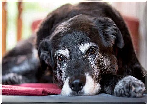 Alternative medicine for older pets