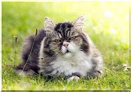 Cat on a meadow.