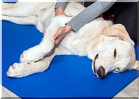 Dog undergoing physiotherapy treatment.