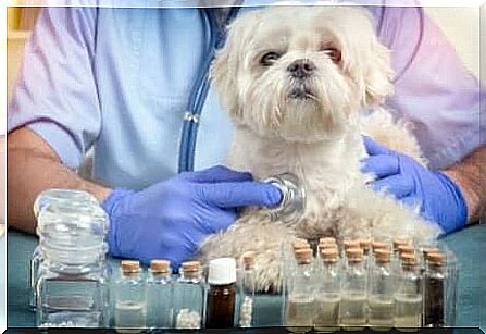 Alternative medicine: homeopathy for animals.