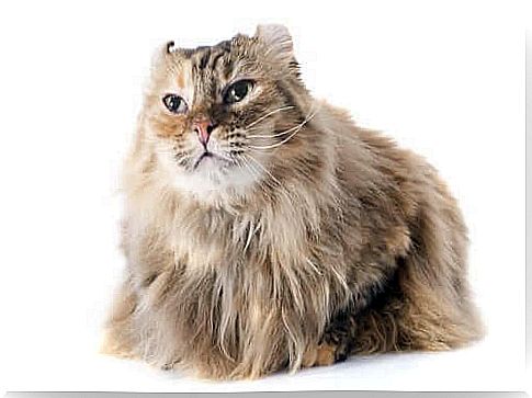 American curl specimen