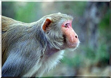 Animal graves: rhesus macaque.