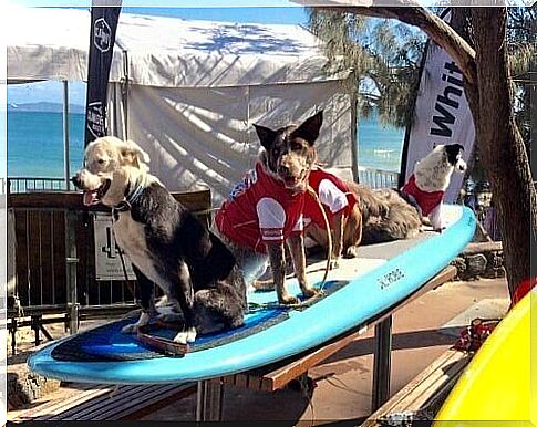 Surfing with dogs