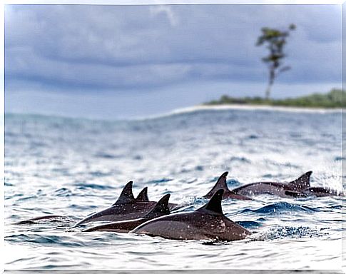 a group of dolphins swims in the sea