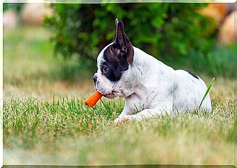 Are carrots good for dogs' health?