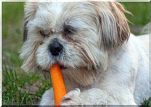 dog eats carrot