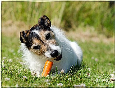 dog chews carrots on the lawn