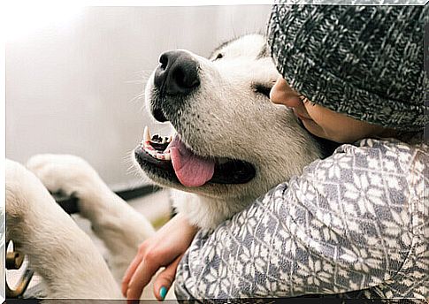 Can Dogs Feel Love?