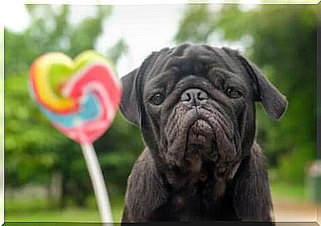 Dog looking a lollipop.