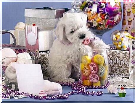 Sweets are dangerous for dogs: it is important to control their consumption.