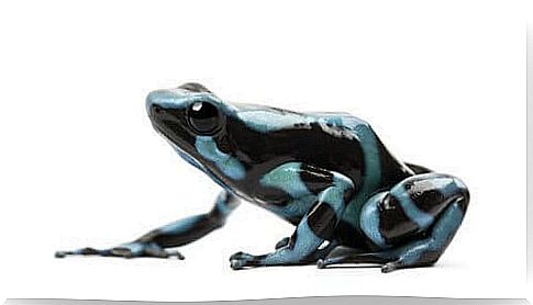 Arrow frogs, the most poisonous