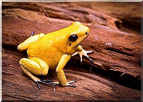 Golden frog among arrow frogs