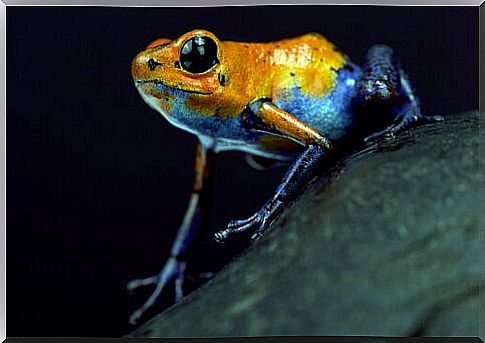 Dendrobat pygmy poisonous frog