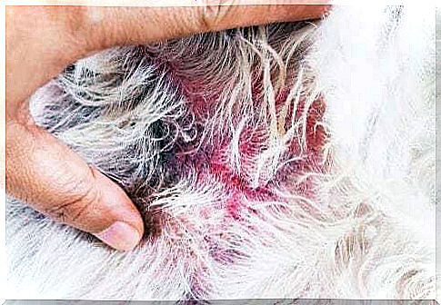 Atopic dermatitis in dogs: causes and symptoms