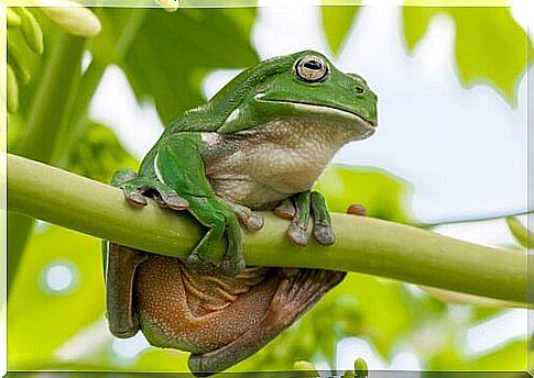 Australian cerulean tree frog: here are its characteristics