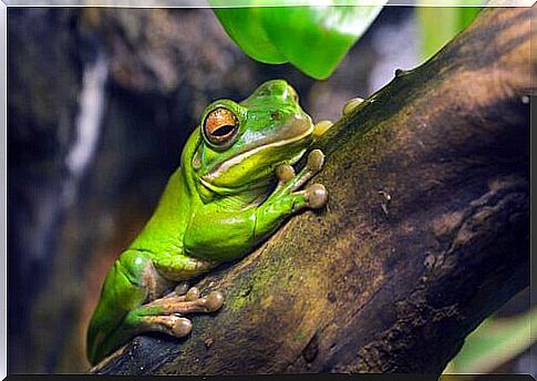 Australian tree frog