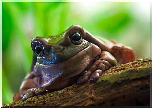 Tree frog in profile