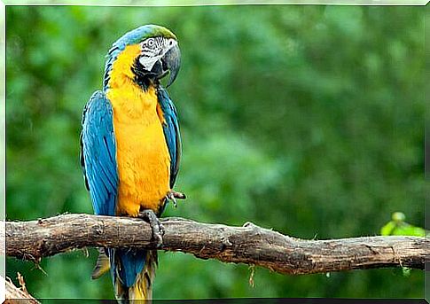 Blue-and-yellow macaw on a branch