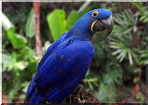 Blue-throated macaw