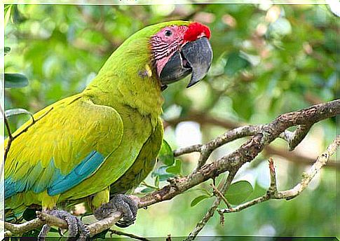 Green macaw in the forest