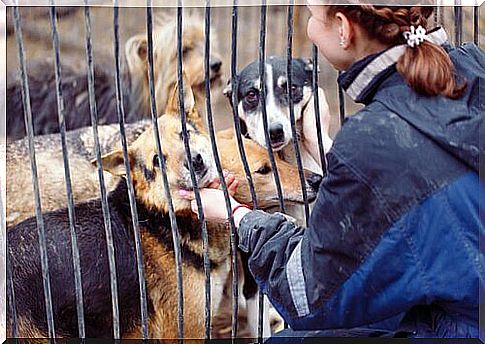 Woman plays with dogs in kennel