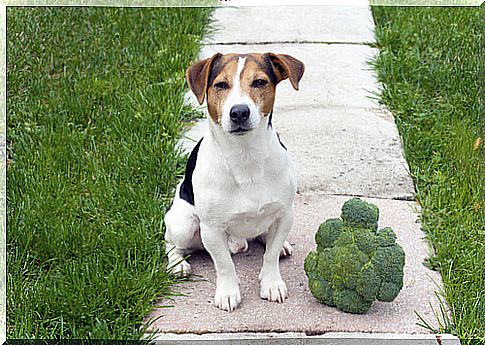 Broccoli in the dog's diet